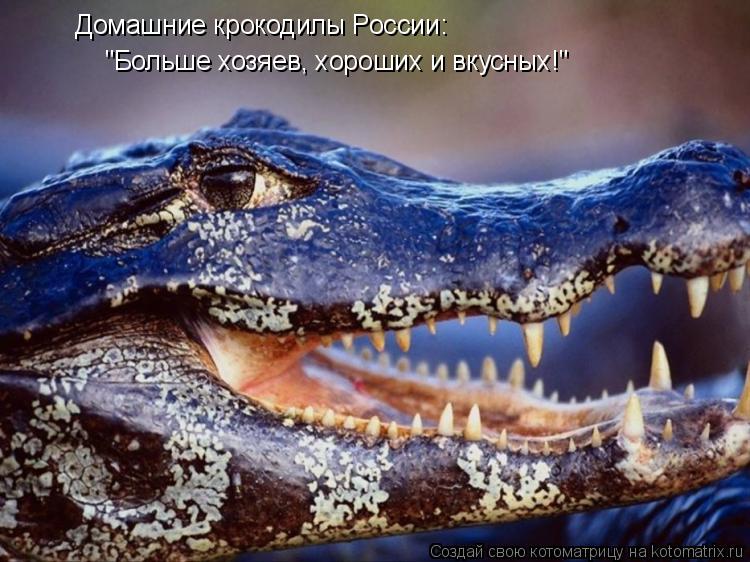 Домашние крокодилы России: "Больше хозяев, хороших и вкусных!"... Котоматрица: Домашние крокодилы России: "Больше хозяев, хороших и вкусных!"