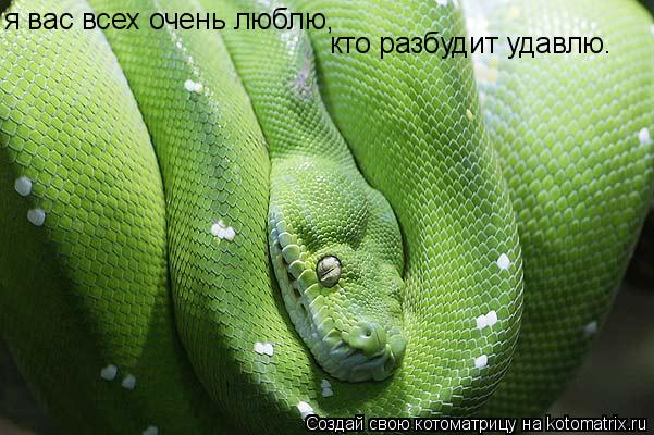 я вас всех очень люблю, кто разбудит удавлю.... Котоматрица: я вас всех очень люблю, кто разбудит удавлю.