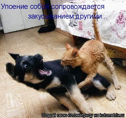 Упоение собой сопровождается закусыванием другими...... Котоматрица: Упоение собой сопровождается закусыванием другими...