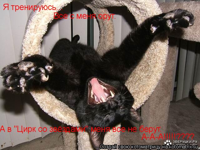 Я тренируюсь... Все с меня орут. А в "Цирк со звёздами" меня все не берут. А-А-А!!!!!????... Котоматрица: Я тренируюсь... Все с меня орут. А в "Цирк со звёздами" меня все не берут. А-А-А!!!!!????