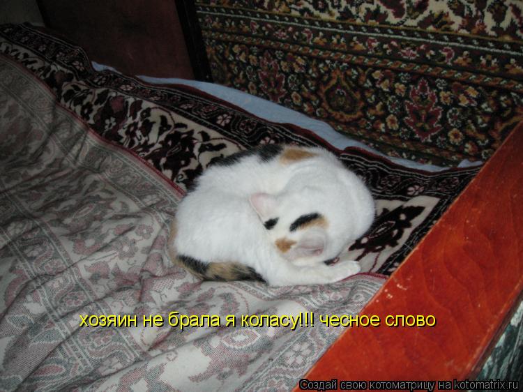 хозяин не брала я коласу!!! чесное слово... Котоматрица: хозяин не брала я коласу!!! чесное слово