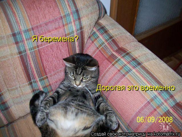 Я беремена? Дорогая это временно... Котоматрица: Я беремена? Дорогая это временно