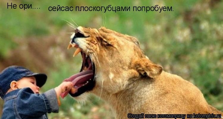 Не ори.... сейсас плоскогубцами попробуем.... Котоматрица: Не ори.... сейсас плоскогубцами попробуем.