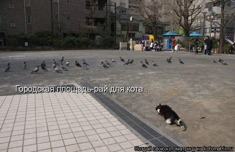 Городская площадь-рай для кота...... Котоматрица: Городская площадь-рай для кота...