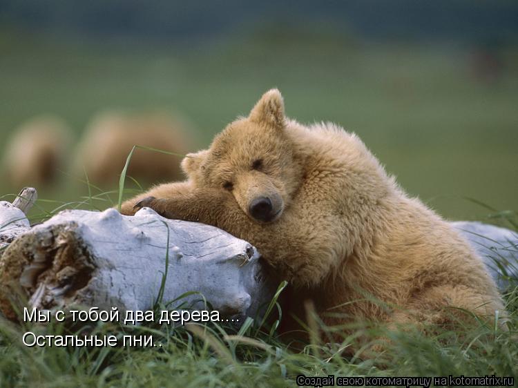 Мы с тобой два дерева.... Остальные пни..... Котоматрица: Мы с тобой два дерева.... Остальные пни..