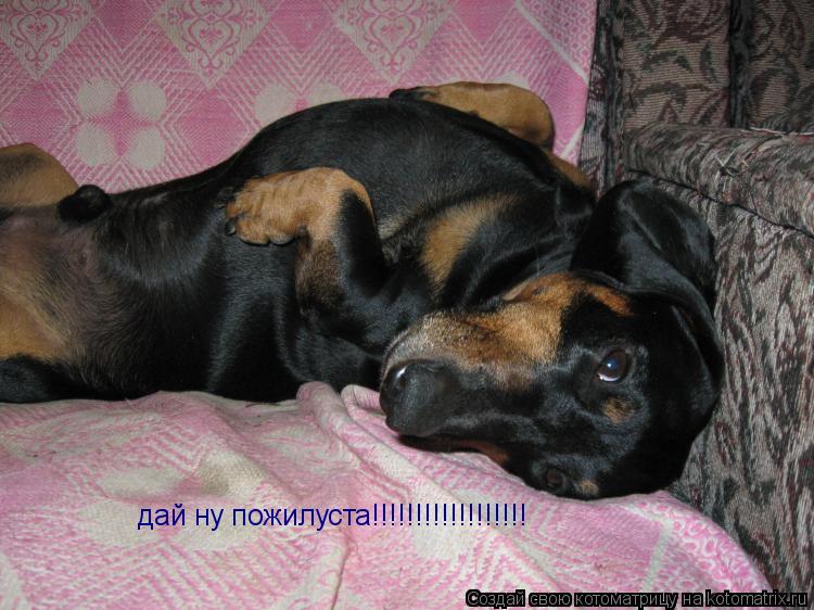 дай ну пожилуста!!!!!!!!!!!!!!!!!!... Котоматрица: дай ну пожилуста!!!!!!!!!!!!!!!!!!