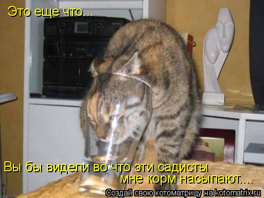 Это еще что... Вы бы видели во что эти садисты мне корм насыпают....... Котоматрица: Это еще что... Вы бы видели во что эти садисты мне корм насыпают....