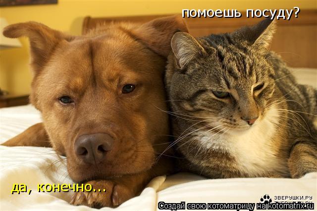помоешь посуду? да, конечно...... Котоматрица: помоешь посуду? да, конечно...