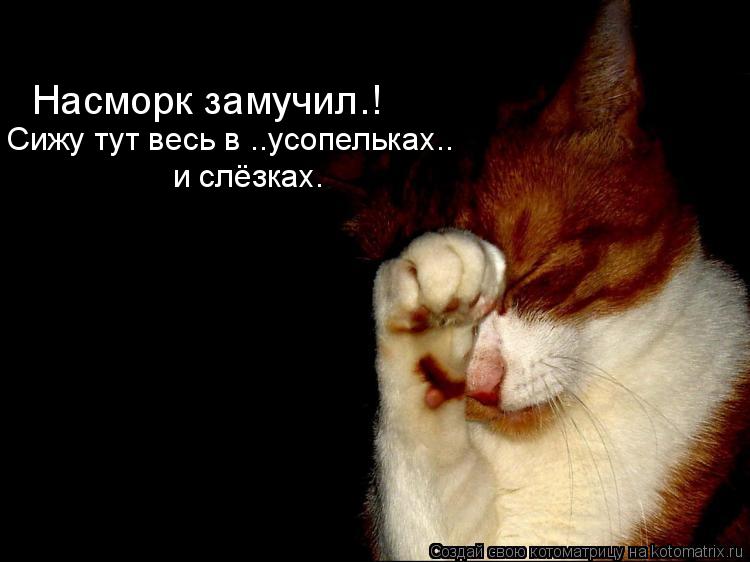 Насморк замучил.! Сижу тут весь в ..усопельках.. и слёзках.... Котоматрица: Насморк замучил.! Сижу тут весь в ..усопельках.. и слёзках.