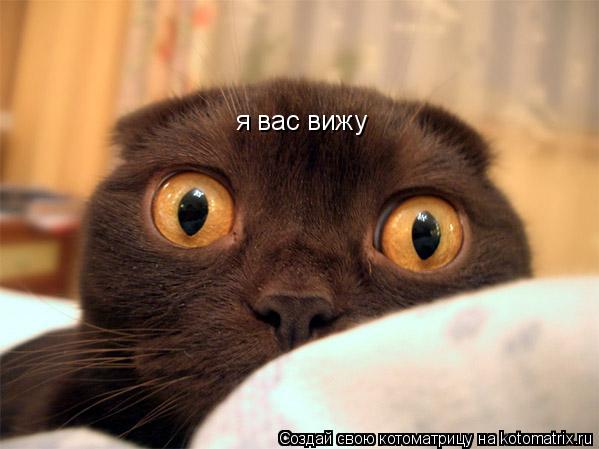 я вас вижу... Котоматрица: я вас вижу