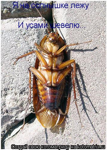Я на солнышке лежу И усами шевелю...... Котоматрица: Я на солнышке лежу И усами шевелю...