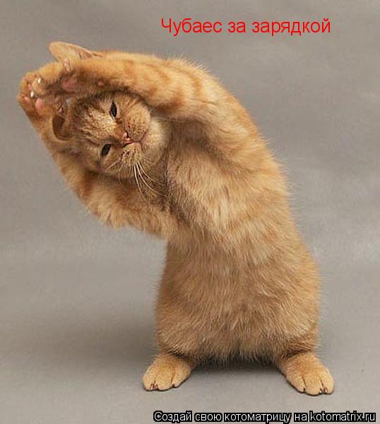 Чубаес за зарядкой... Котоматрица: Чубаес за зарядкой