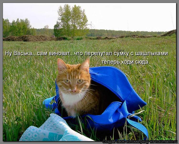 Ну Васька...сам виноват...что перепутал сумку с шашлыками теперь ходи сюда...... Котоматрица: Ну Васька...сам виноват...что перепутал сумку с шашлыками теперь ходи сюда...