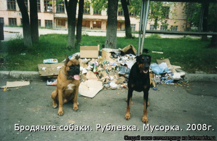 Бродячие собаки. Рублевка. Мусорка. 2008г.... Котоматрица: Бродячие собаки. Рублевка. Мусорка. 2008г.