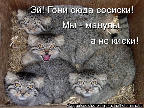 Эй! Гони сюда сосиски! Мы - манулы, а не киски!... Котоматрица: Эй! Гони сюда сосиски! Мы - манулы, а не киски!