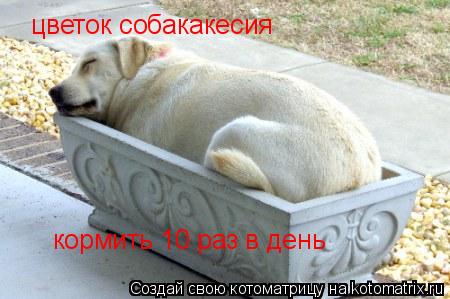 цветок собакакесия кормить 10 раз в день... Котоматрица: цветок собакакесия кормить 10 раз в день