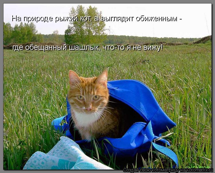 На природе рыжий кот, а выглядит обиженным - где обещанный шашлык, что-то я не вижу!... Котоматрица: На природе рыжий кот, а выглядит обиженным - где обещанный шашлык, что-то я не вижу!
