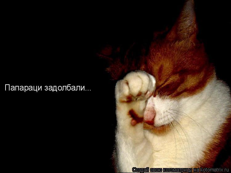 Папараци задолбали...... Котоматрица: Папараци задолбали...
