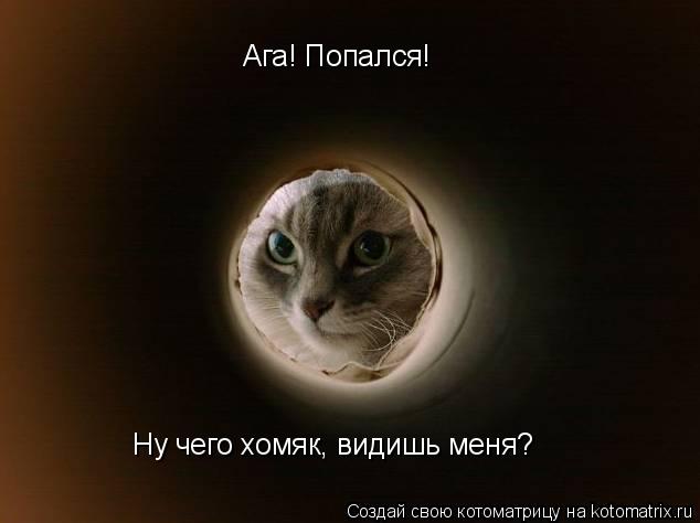 Ага! Попался! Ну чего хомяк, видишь меня?... Котоматрица: Ага! Попался! Ну чего хомяк, видишь меня?