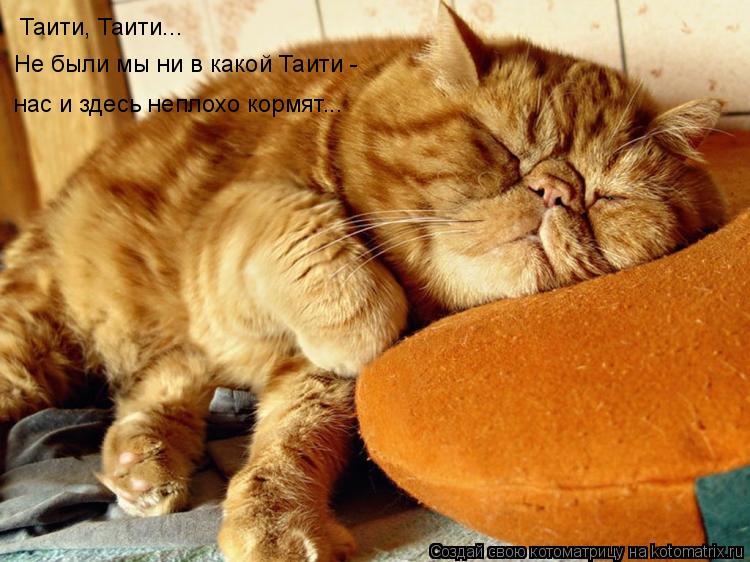 Таити, Таити... Не были мы ни в какой Таити - нас и здесь неплохо кормят...... Котоматрица: Таити, Таити... Не были мы ни в какой Таити - нас и здесь неплохо кормят...
