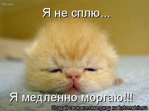 Я не сплю... Я медленно моргаю!!!... Котоматрица: Я не сплю... Я медленно моргаю!!!