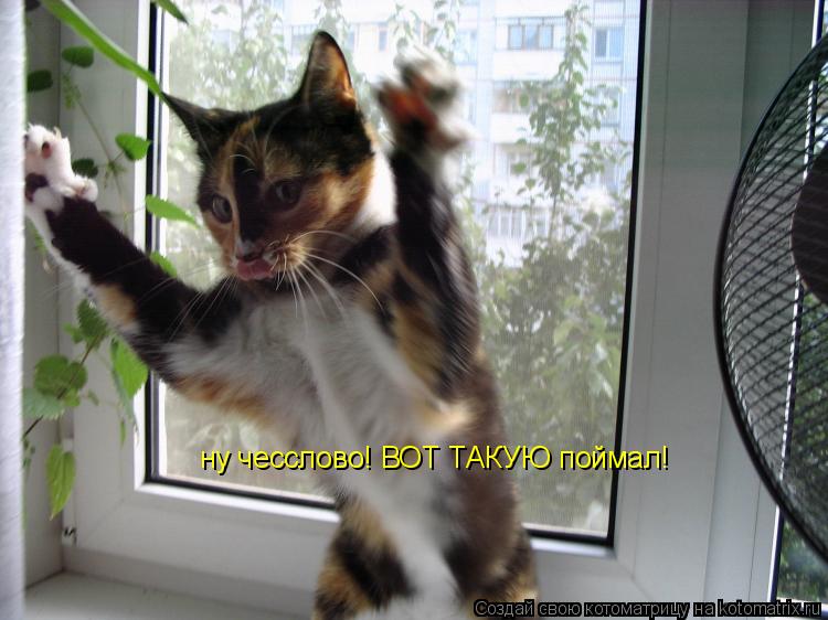 ну чесслово! ВОТ ТАКУЮ поймал!... Котоматрица: ну чесслово! ВОТ ТАКУЮ поймал!