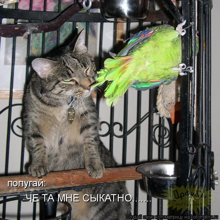 попугай: ЧЕ ТА МНЕ СЫКАТНО.......... Котоматрица: попугай: ЧЕ ТА МНЕ СЫКАТНО.......