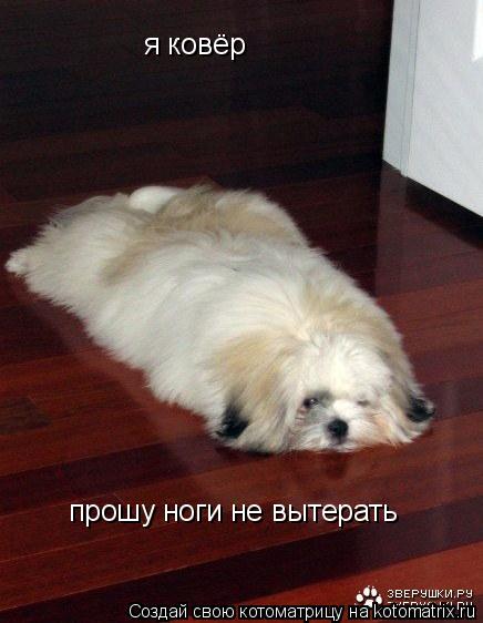 прошу ноги не вытерать я ковёр... Котоматрица: прошу ноги не вытерать я ковёр