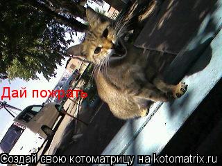 Дай пожрать... Котоматрица: Дай пожрать