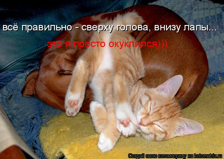 всё правильно - сверху голова, внизу лапы... это я просто окуклился)))... Котоматрица: всё правильно - сверху голова, внизу лапы... это я просто окуклился)))
