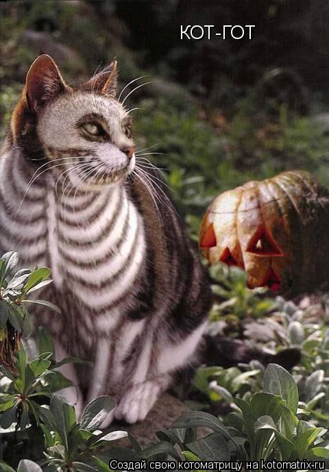 КОТ-ГОТ... Котоматрица: КОТ-ГОТ