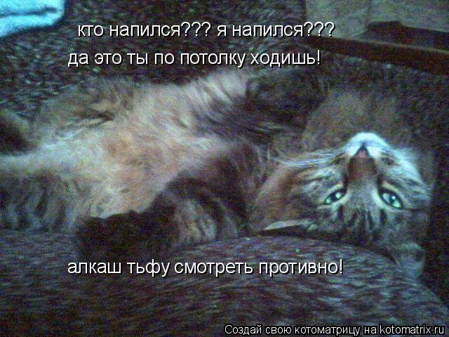 кто напился??? я напился??? да это ты по потолку ходишь! алкаш тьфу смотреть противно!... Котоматрица: кто напился??? я напился??? да это ты по потолку ходишь! алкаш тьфу смотреть противно!