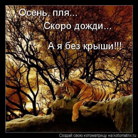 Осень, пля... Скоро дожди... А я без крыши!!!... Котоматрица: Осень, пля... Скоро дожди... А я без крыши!!!