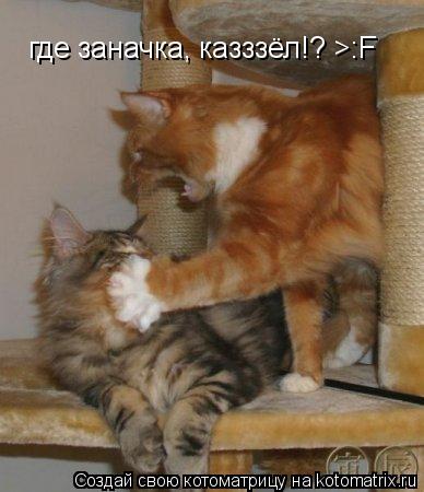 где заначка, казззёл!? >:F... Котоматрица: где заначка, казззёл!? >:F