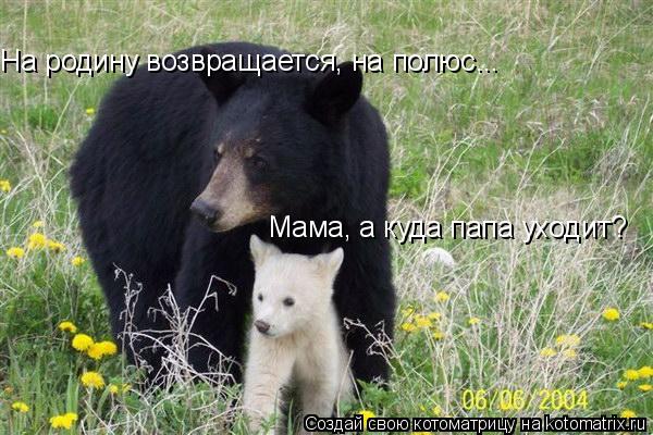 Мама, а куда папа уходит? На родину возвращается, на полюс...... Котоматрица: Мама, а куда папа уходит? На родину возвращается, на полюс...