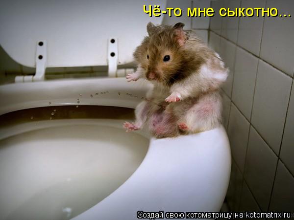 Чё-то мне сыкотно...... Котоматрица: Чё-то мне сыкотно...