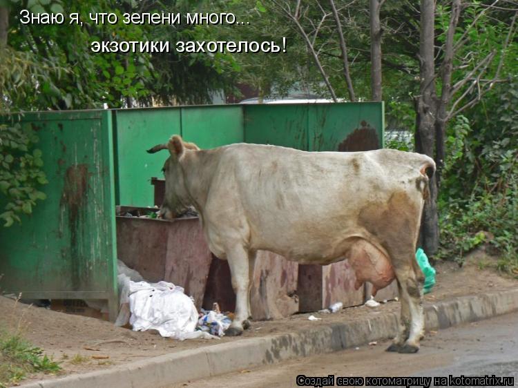 Знаю я, что зелени много... экзотики захотелось!... Котоматрица: Знаю я, что зелени много... экзотики захотелось!