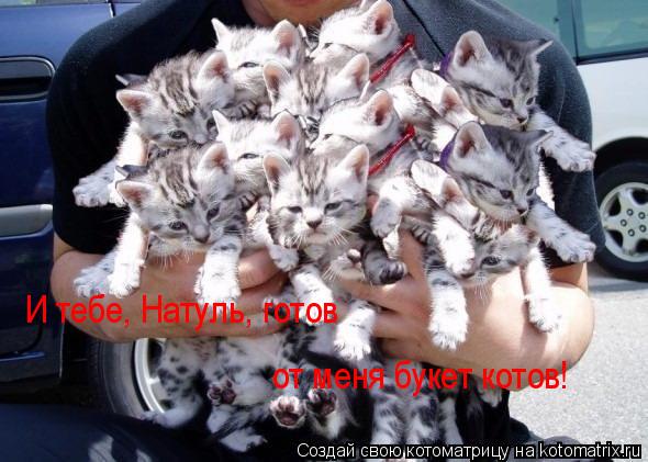И тебе, Натуль, готов от меня букет котов!... Котоматрица: И тебе, Натуль, готов от меня букет котов!