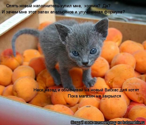 Опять новый наполнитель купил мне, хозяин? Да? И зачем мне этот запах апельсинов и улучшенная форму... Котоматрица: Опять новый наполнитель купил мне, хозяин? Да? И зачем мне этот запах апельсинов и улучшенная формула? Неси назад и обменивай на новый Виск