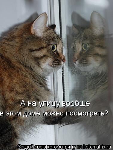 А на улицу вообще в этом доме можно посмотреть?... Котоматрица: А на улицу вообще в этом доме можно посмотреть?