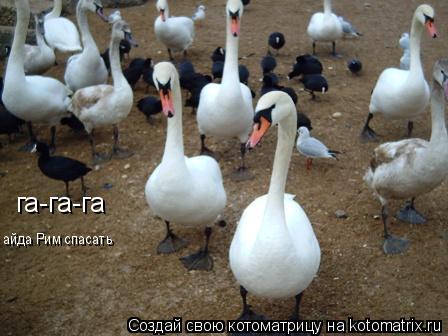га-га-га айда Рим спасать... Котоматрица: га-га-га айда Рим спасать