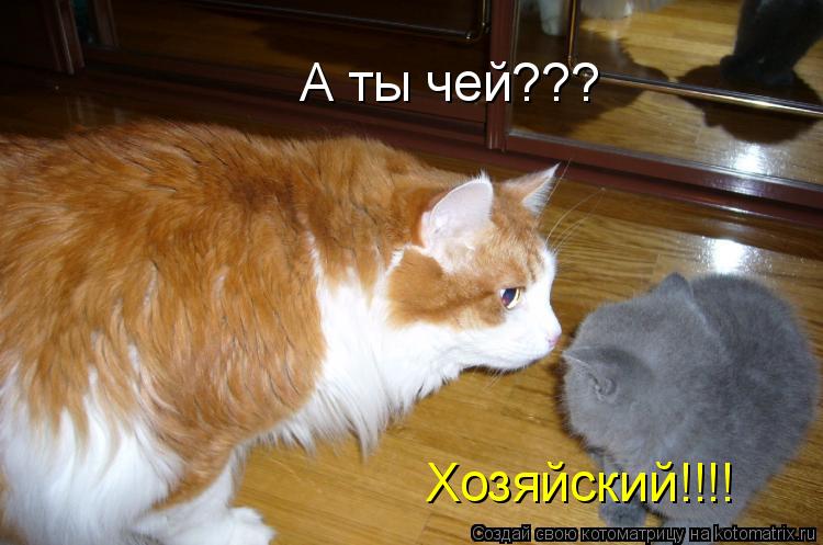 А ты чей??? Хозяйский!!!!... Котоматрица: А ты чей??? Хозяйский!!!!