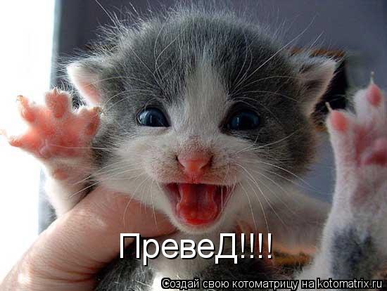 ПревеД!!!!... Котоматрица: ПревеД!!!!