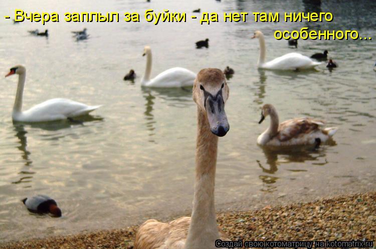 - Вчера заплыл за буйки - да нет там ничего особенного...... Котоматрица: - Вчера заплыл за буйки - да нет там ничего особенного...