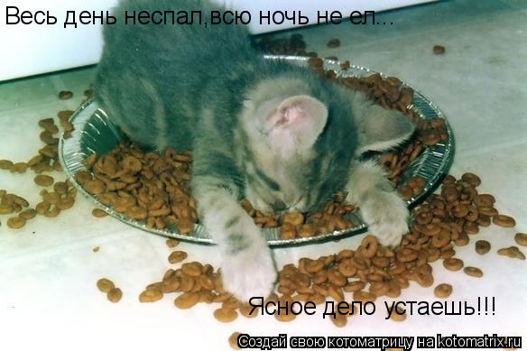 Весь день неспал,всю ночь не ел... Ясное дело устаешь!!!... Котоматрица: Весь день неспал,всю ночь не ел... Ясное дело устаешь!!!