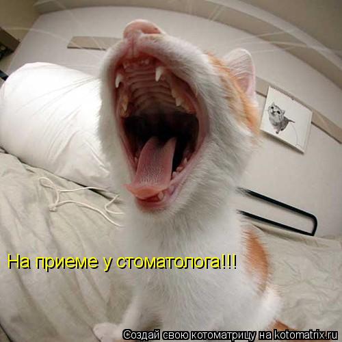 На приеме у стоматолога!!!... Котоматрица: На приеме у стоматолога!!!