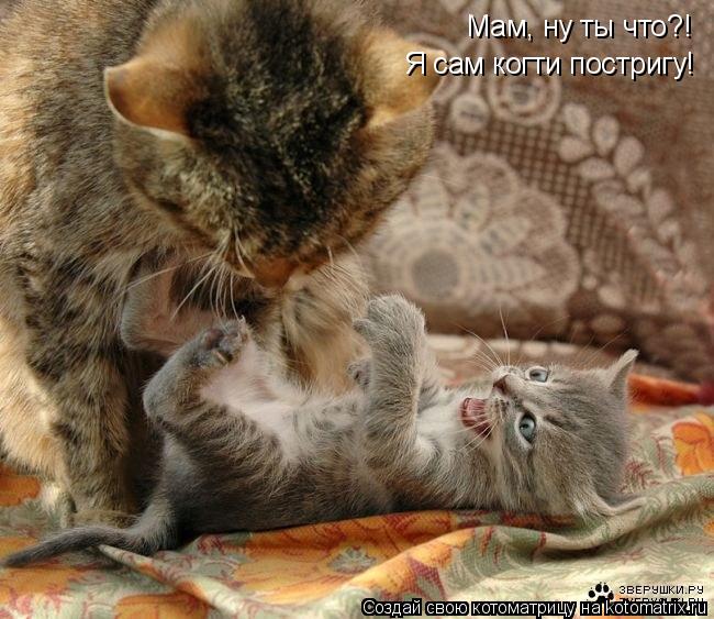 Мам, ну ты что?! Я сам когти постригу!... Котоматрица: Мам, ну ты что?! Я сам когти постригу!