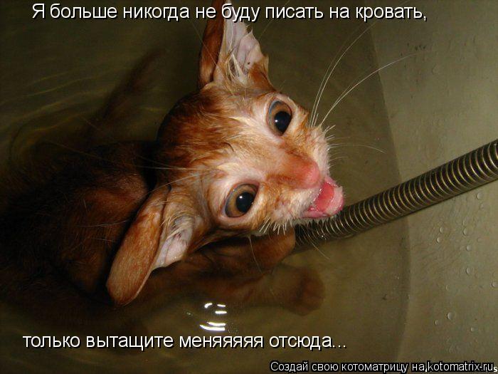 Я больше никогда не буду писать на кровать, только вытащите меняяяяя отсюда...... Котоматрица: Я больше никогда не буду писать на кровать, только вытащите меняяяяя отсюда...