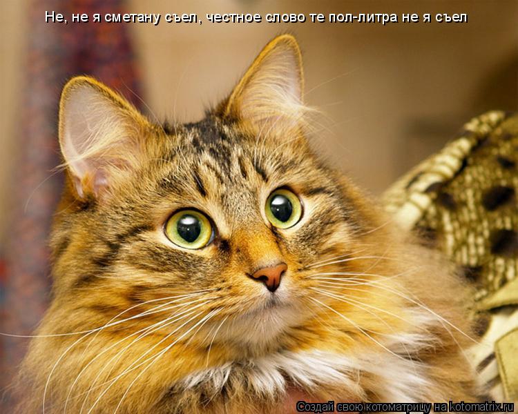 Не, не я сметану съел, честное слово те пол-литра не я съел... Котоматрица: Не, не я сметану съел, честное слово те пол-литра не я съел