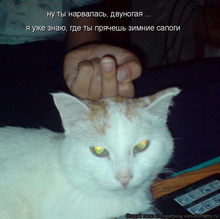 ну ты нарвалась, двуногая ... я уже знаю, где ты прячешь зимние сапоги... Котоматрица: ну ты нарвалась, двуногая ... я уже знаю, где ты прячешь зимние сапоги